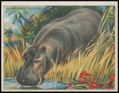 35 Hippopotamus